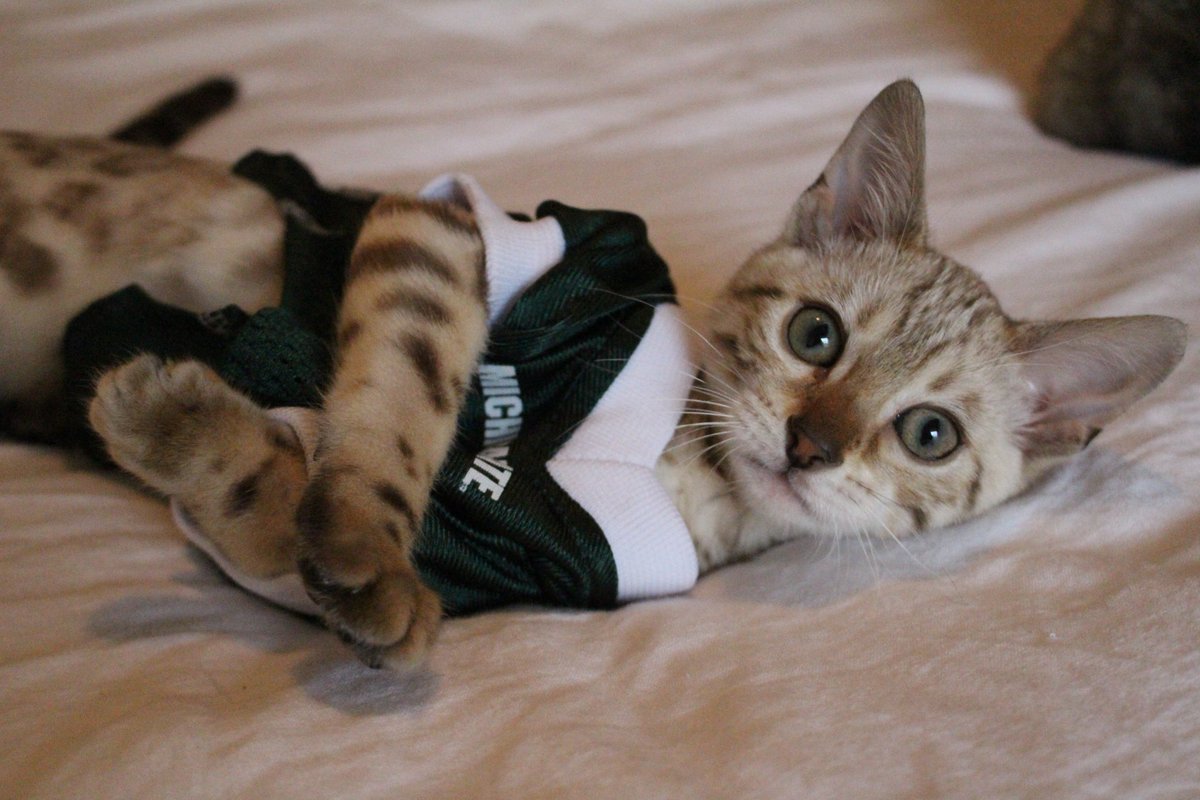 A super #GivingTuesday at <a href="/michiganstateu/">MSU</a>! Congrats <a href="/MSUAA/">Siyanda Msuaa</a>! #GIVETUEMSU isn't over! Have you supported <a href="/msu_we/">WE MSU</a>, yet? givingday.msu.edu/projects/entre…