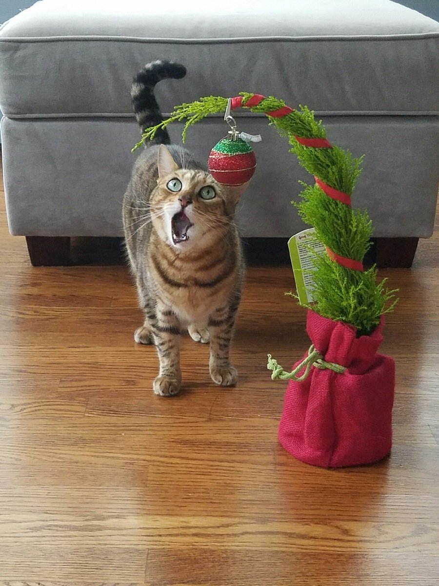 LittleSnackCo's tweet photo. I think this cat just got me pumped for Christmas. https://t.co/zegR1hSZIG