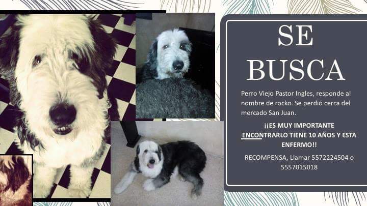 ale_posho's tweet image. Ayudénme dando RT,  es de mi primo.  @MundoPatitas @PrrosPerdidosMX