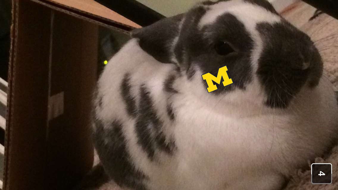 andrealum13's tweet photo. Perry's ready for a tailgate #GivingBlueday https://t.co/Ot41YJUyXB