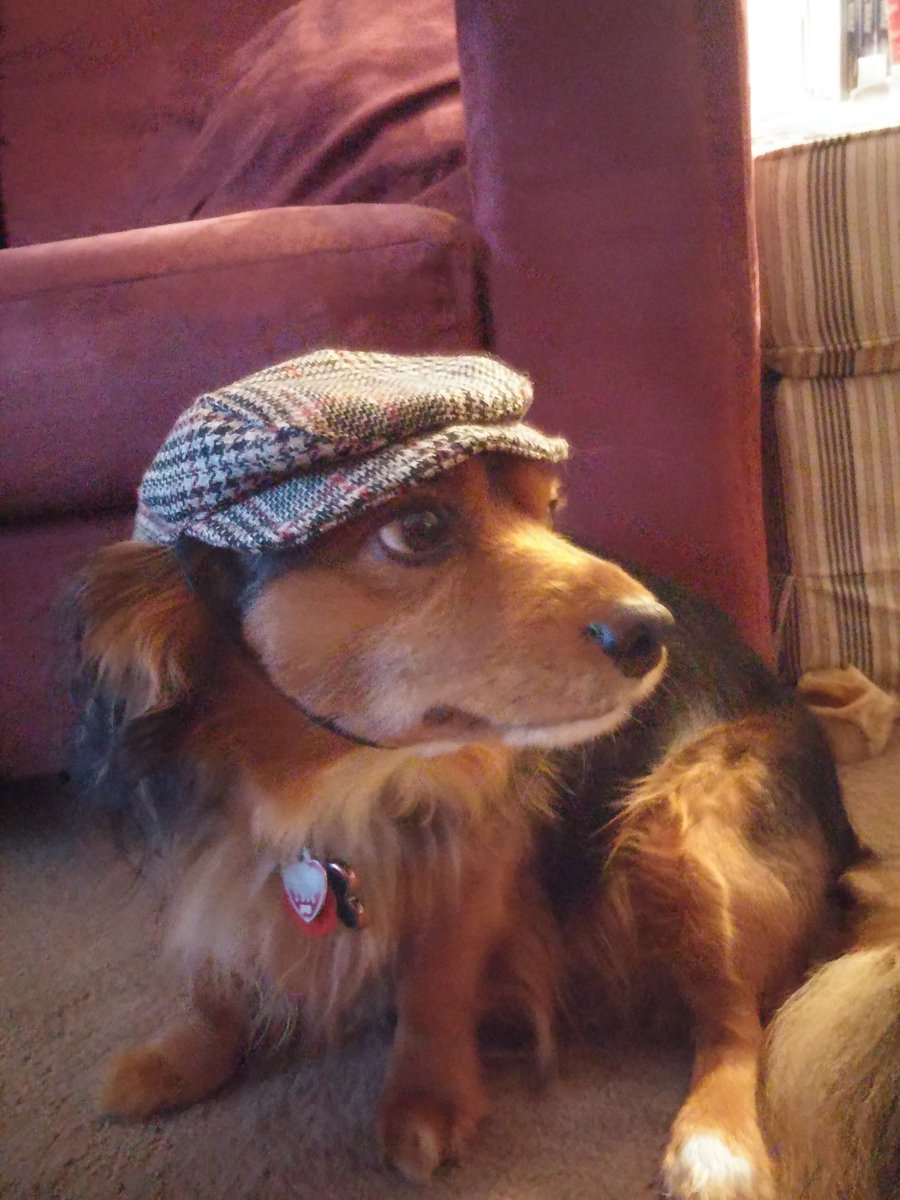 LittleSnackCo's tweet photo. There's nothing wrong with buying your pet a hat, especially when it looks this good. https://t.co/Jz4nAL4sVc