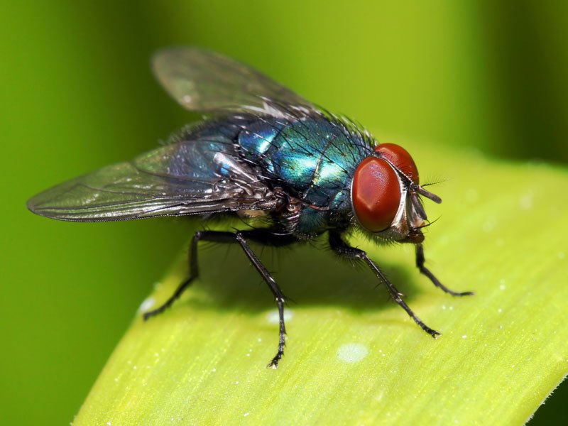 ScienceEveryone's tweet image. Houseflies have a lifespan of two weeks