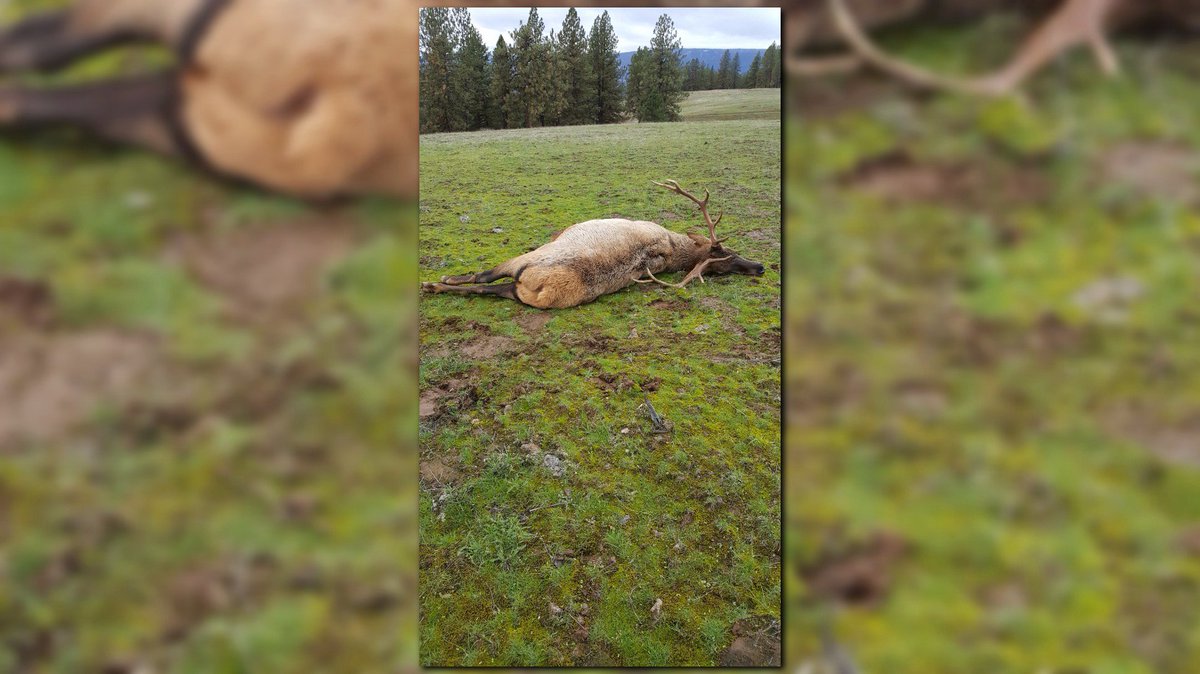 KGWNews's tweet image. 3 arrested in poaching of 2 bull elk on.kgw.com/2fAOIml