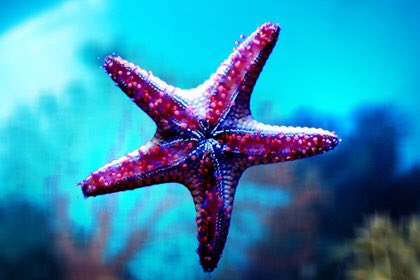 ScienceEveryone's tweet image. Starfish don't have brains