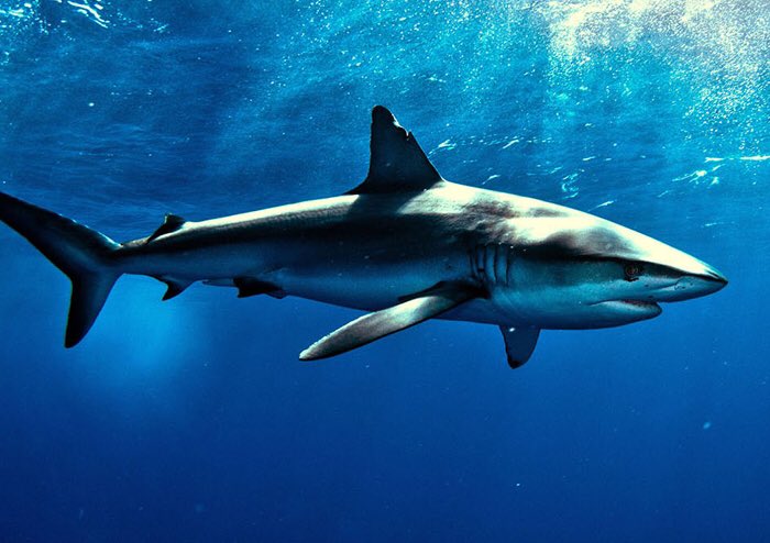 ScienceEveryone's tweet image. A shark tooth is as strong as steel