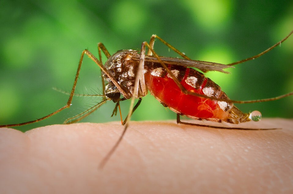 ScienceEveryone's tweet image. A mosquito has 47 teeth