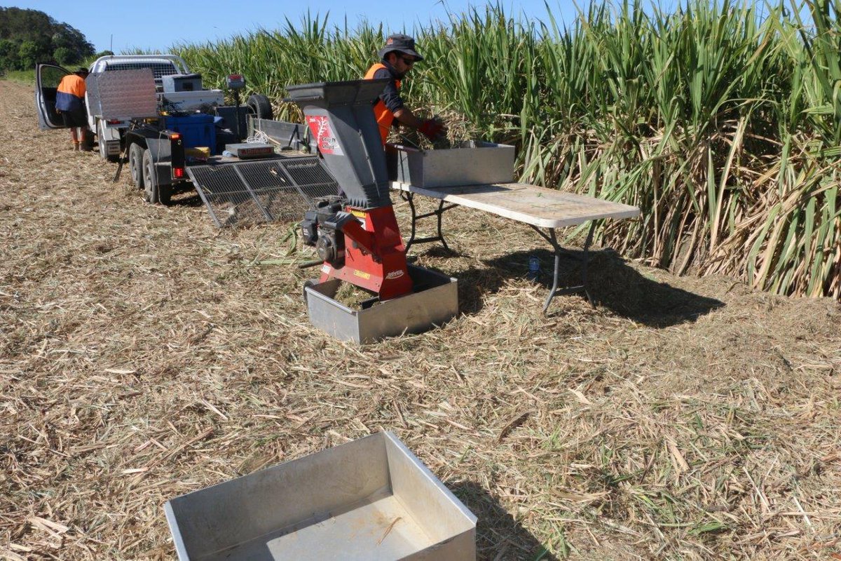 See our cane clip on harvesting efficiency demonstration trials
youtube.com/watch?v=c9cKvZ…