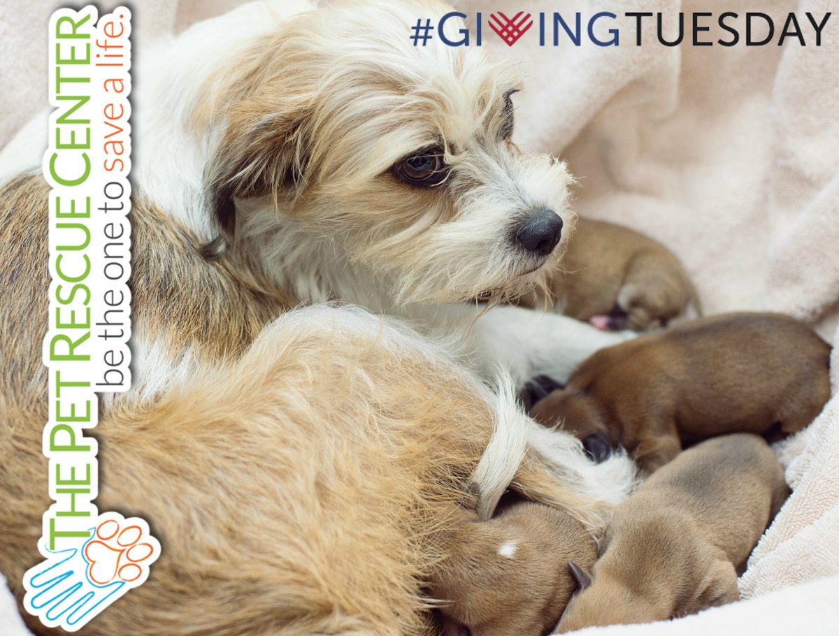 #GivingTuesday  - just five more hours! Save A Life - donate at thepetrescuecenter.org