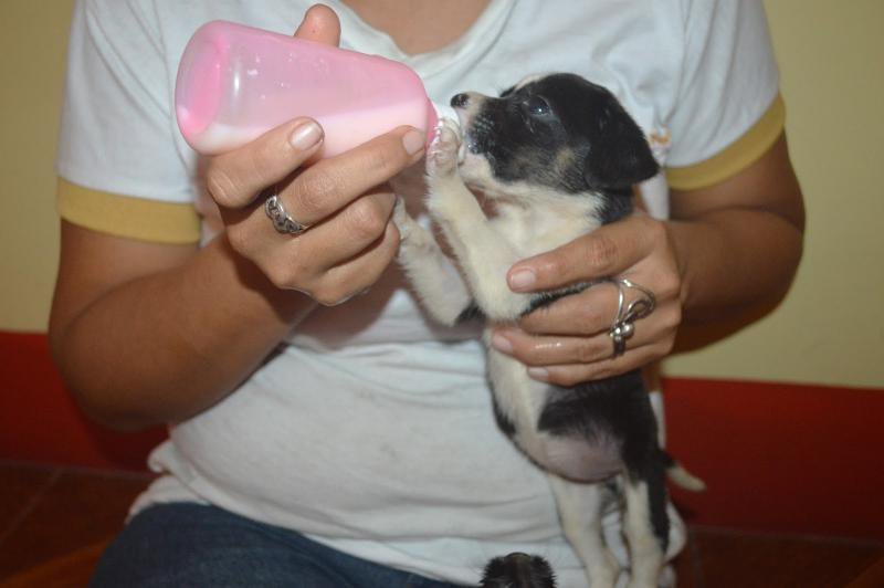 #GatesFoundation donation match so @AmazonCARES can save more #puppies! mo.nu/4cv0?uid=4fxY  Please give!