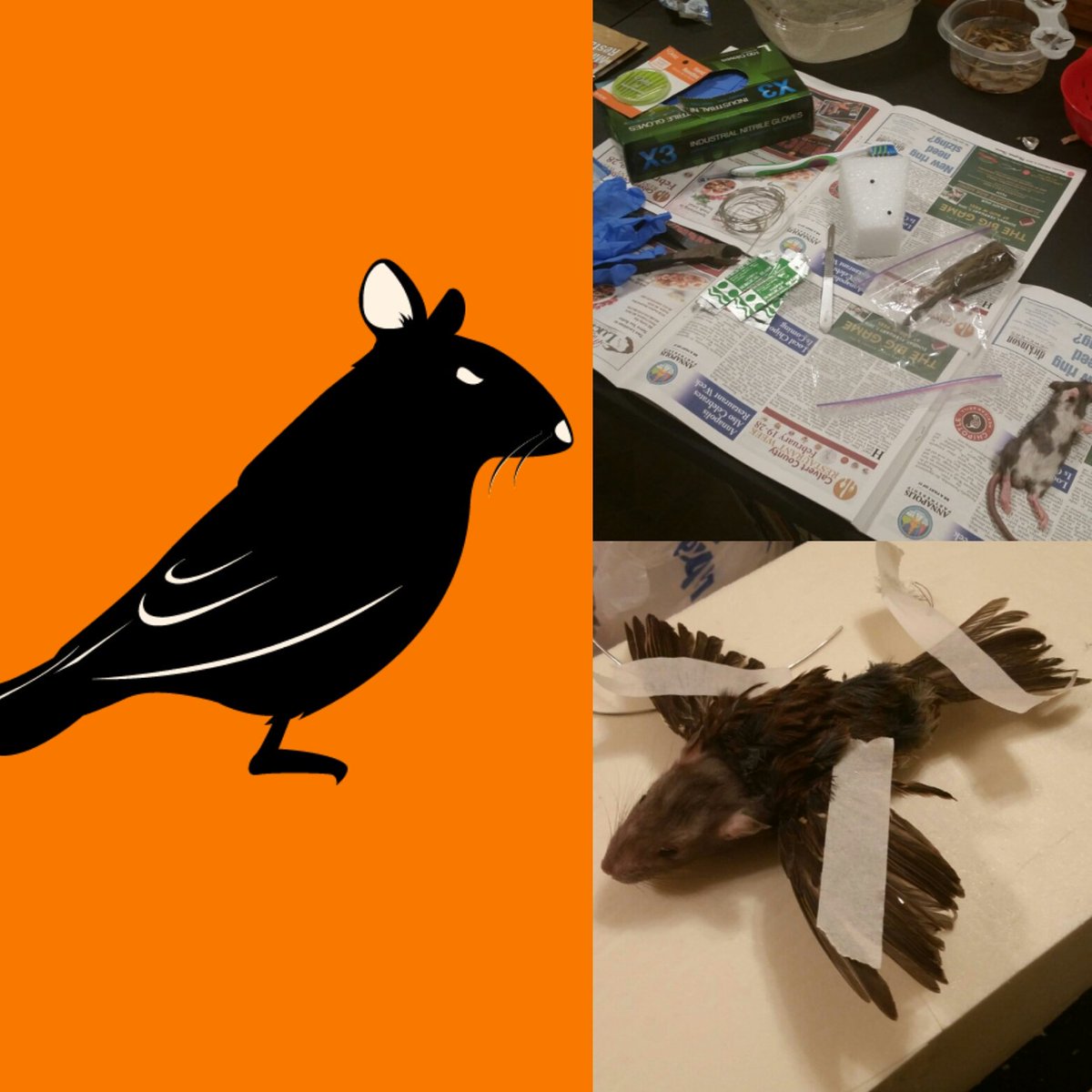 jugheadcrosplay's tweet photo. Hey @mishacollins I have created the #GISHWHES #mascot the #Fograt #taxidermy #vultureculture
Hope you get to meet him soon :) https://t.co/Q9uWZiq6zi