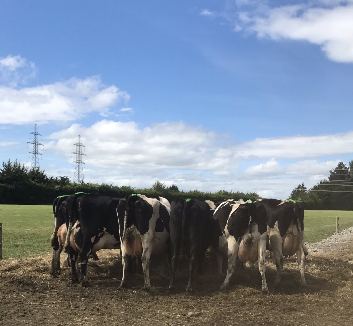 ChloeMackle's tweet photo. Amazing what having hay on offer can do for shit consistency #totalconvert https://t.co/9ZCpkrva8E