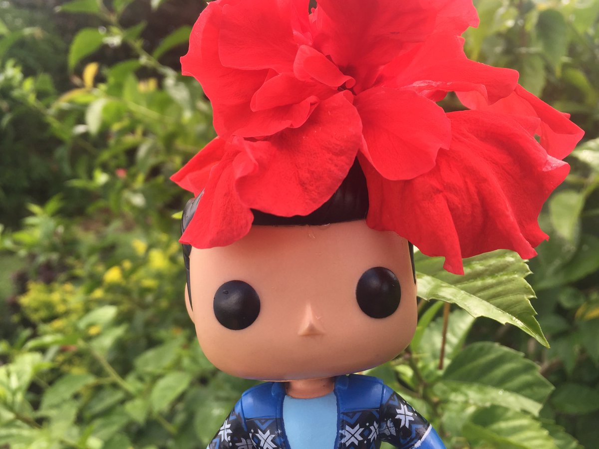 red_seventh's tweet photo. Meta!Misha's Calvary Adventures: Did anyone say Misha with flowers? #Hibiscus #CalvaryHill #MetaMisha https://t.co/yzquvLYae1