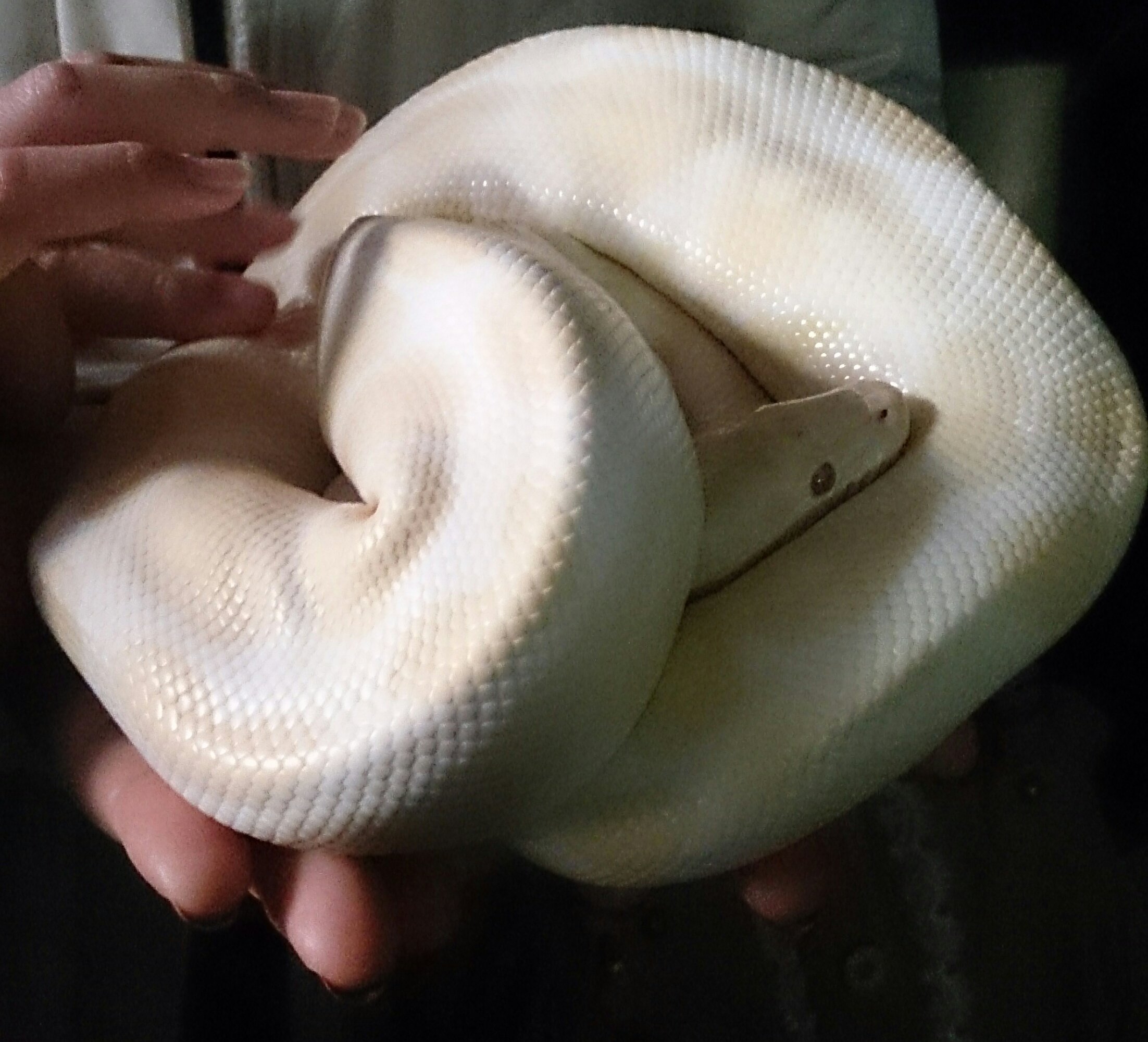 Junichi 是空 Llc 実は蛇 大好き 艶があって綺麗 以前伊豆のizooという爬虫類メインの動物園で触らせて 抱かせて 貰った白蛇 スマホの壁紙もこの白蛇です T Co Dp0s0pmp8t Twitter