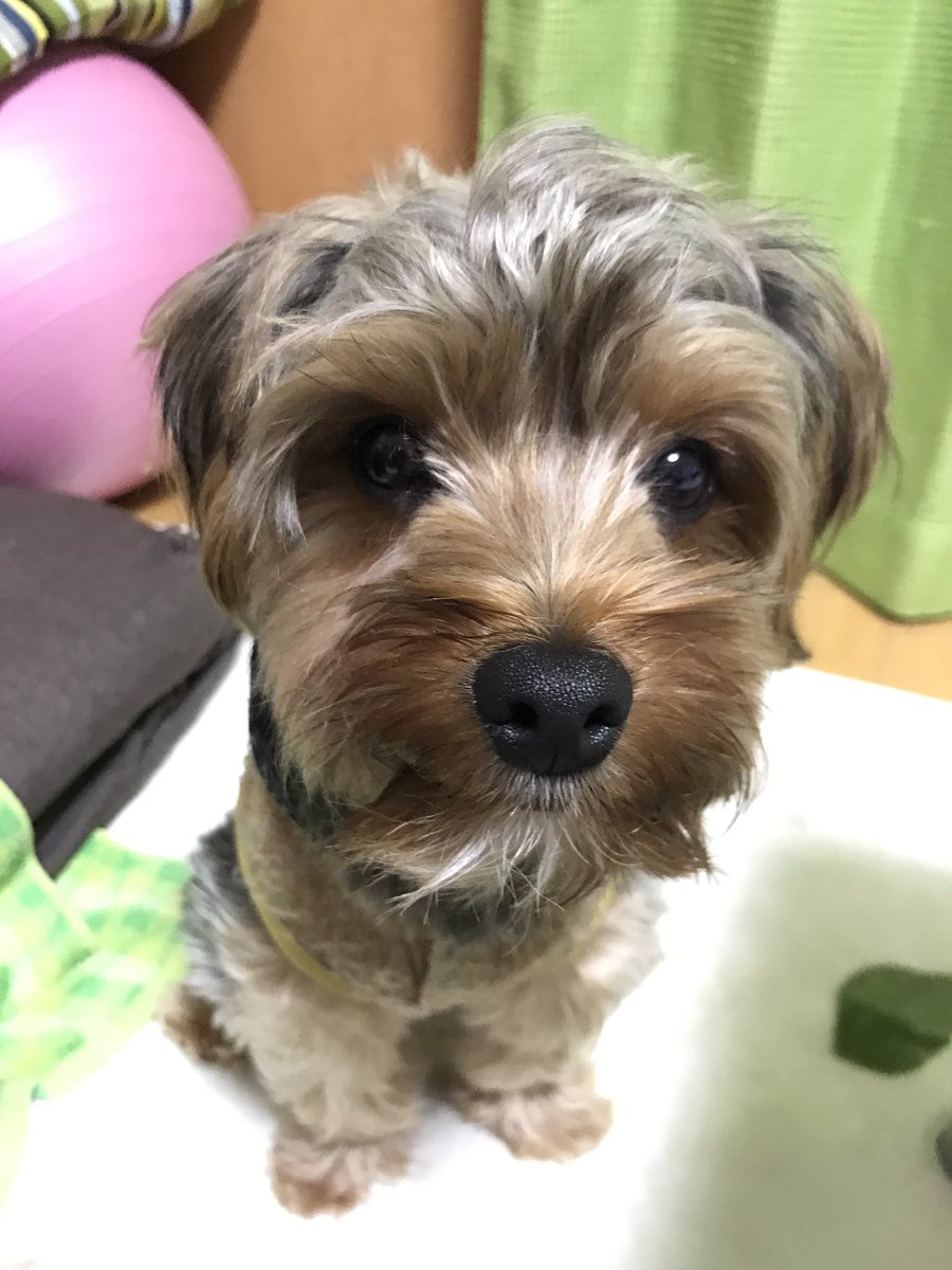 yn_42's tweet photo. 昨日のパトまる♡🐶
ケーキの食いつきはんぱなかった笑 https://t.co/onIJu3kFQG