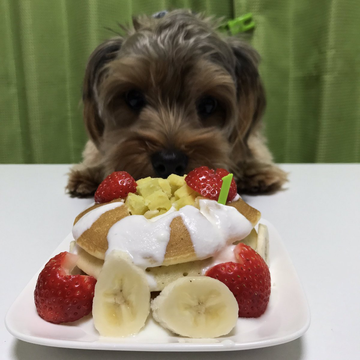 yn_42's tweet photo. 昨日のパトまる♡🐶
ケーキの食いつきはんぱなかった笑 https://t.co/onIJu3kFQG