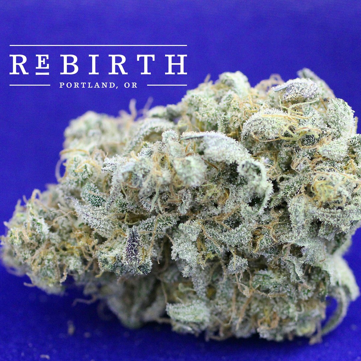 RebirthOregon's tweet photo. Mango Kush came out pretty well this time around. 

#Weed #Cannabis #PDX #OMMP https://t.co/jI3GKN489Z