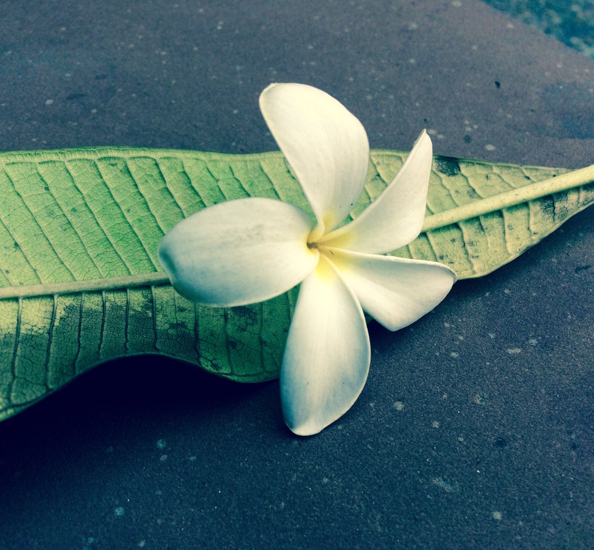 MissBisht's tweet photo. #iPhone #iphoneClick #Apple #photography #shotoniphone #photocontest #rawClick https://t.co/w8zI9dMy6K