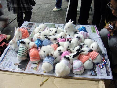 usagi_sukinanda's tweet photo. ぎゅうぎゅう https://t.co/fyQ1kIwdqb