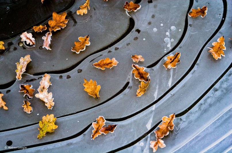 "Frozen moments" di Hadrien Lalague finalista per la categoria #Plants del #BBCWildlifePhotographeroftheYear in mostra a Milano fino al 4/12