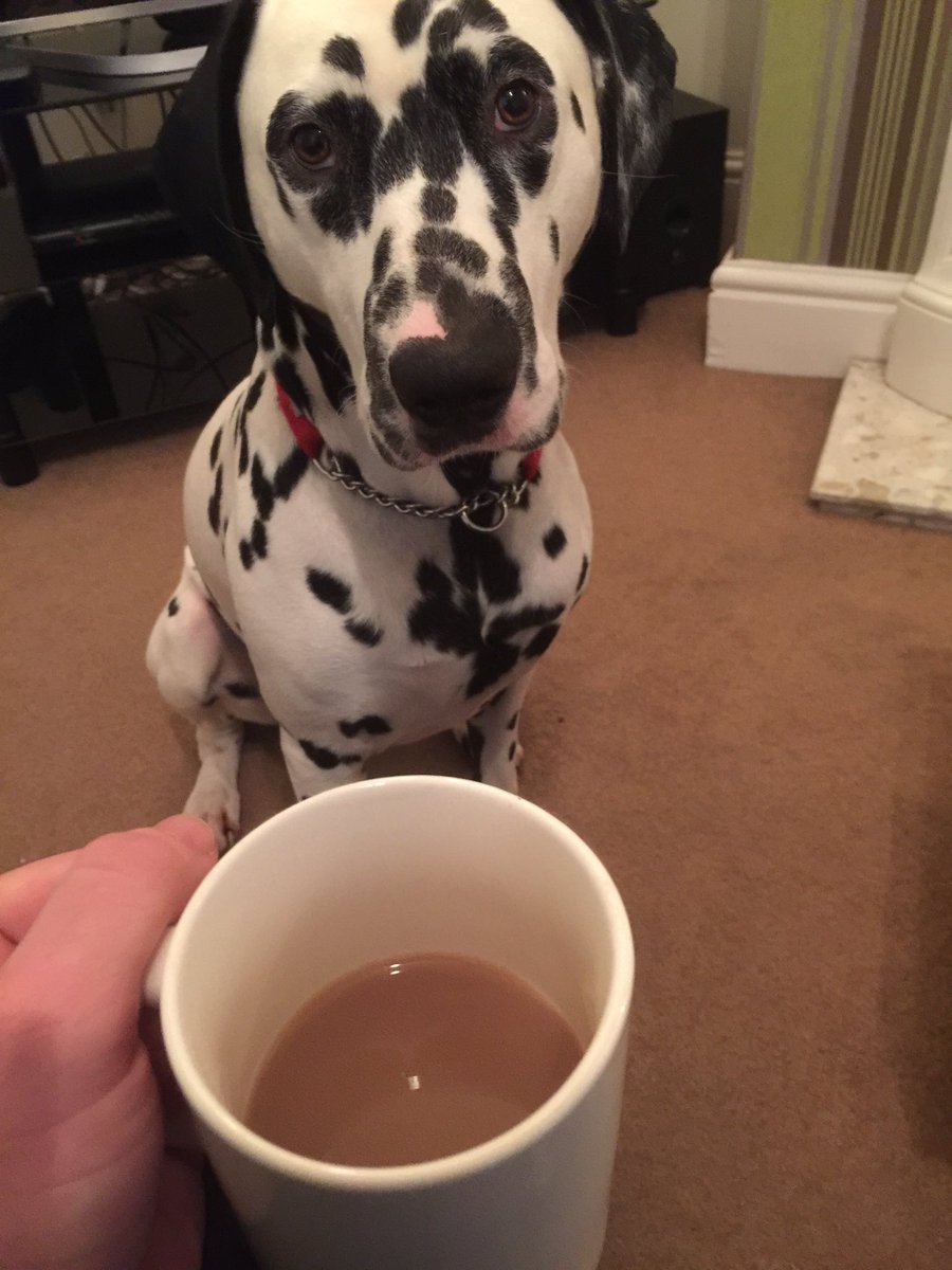 djlildale's tweet photo. @HeartNorthWest ill let you take him then 😂😂 https://t.co/YwB7rD5pnW