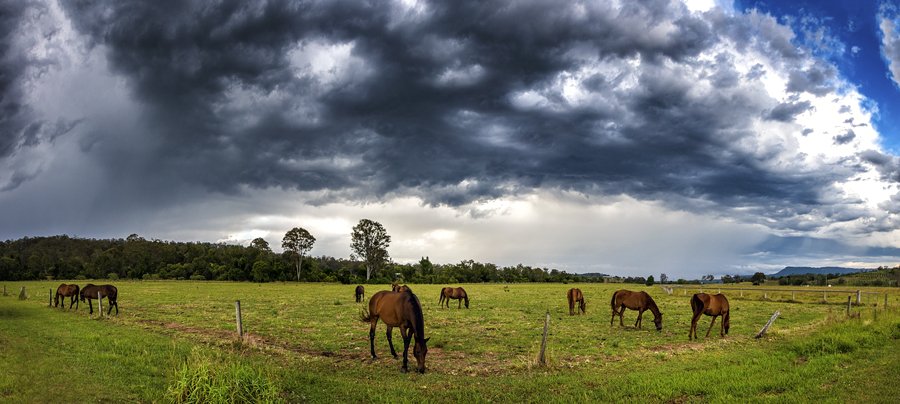 TheKateWall's tweet photo. Neighbour's horses posing for a photo in front of an incoming storm! #scenicrim #thisisqueensland #seeaustralia #bnestorm #seqwater https://t.co/pyz9dnNWqB