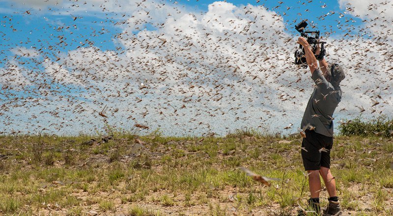 BBC's tweet photo. Do you have what it takes to be part of the #PlanetEarth2 crew? 🎥 Warning: phobia of insects is a deal-breaker. 😮 🐜🐝 https://t.co/jYqbNOe8oL https://t.co/kCZAmvtiGy