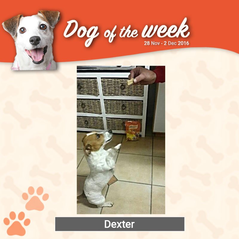 Beeno_ZA's tweet photo. If you want to see more tricks, give Dexter his treats #BeenoDogOfTheWeek #dogsoftwitter #doglovers #furkids https://t.co/Ed6D0cHtxQ