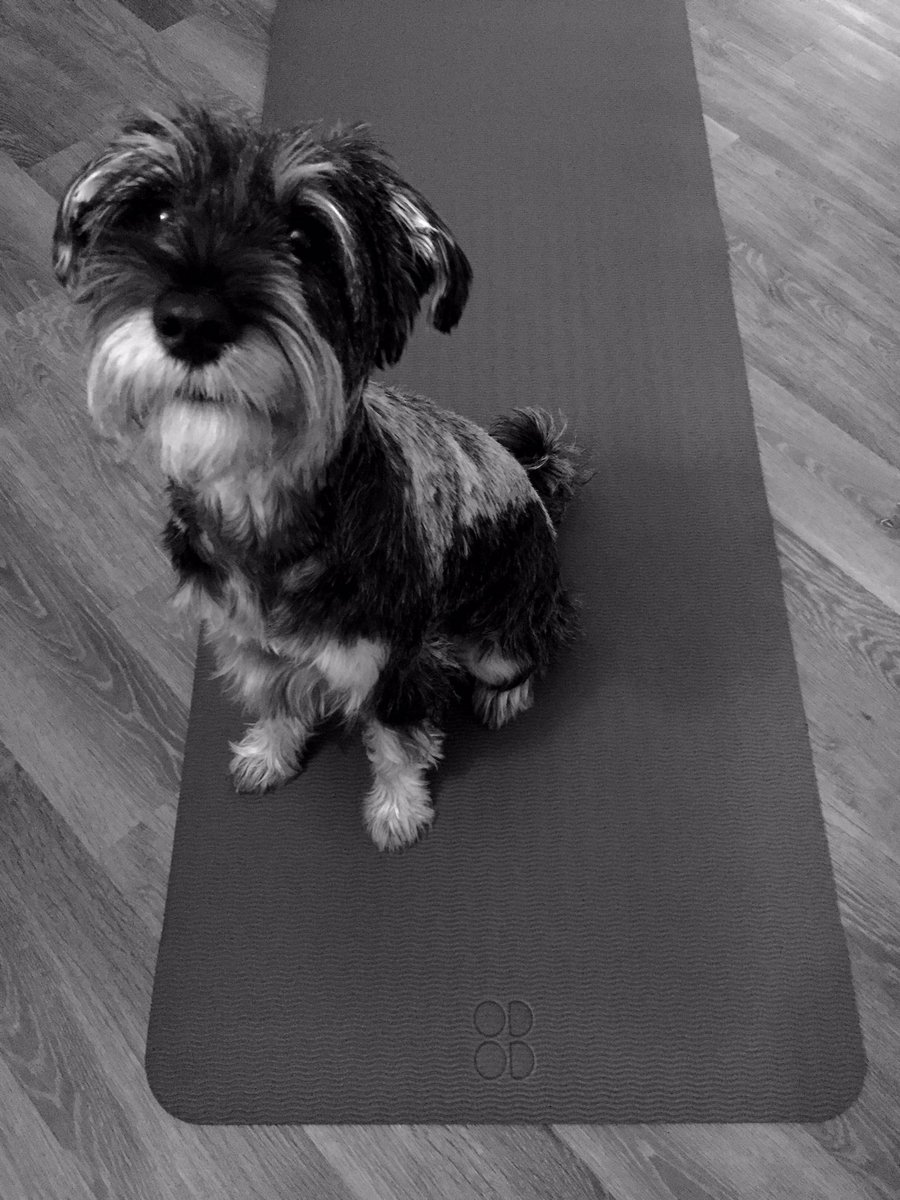 wearenumber5_'s tweet photo. We are Up-Dog.
#humpday #morning #dogsoftwitter #london #ecomatt #sweatyourstyle #fitfamlondon #fitfamuk #londonfitness https://t.co/HVPXuo7kr6