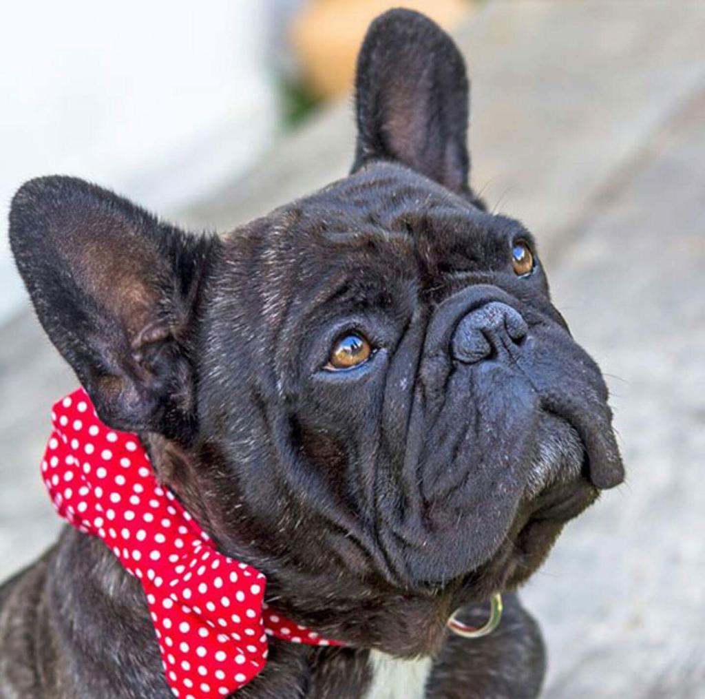 Frenchie_rescue's tweet photo. Happy Hump Day Hunk, here's wishing all u gorgeous Frenchies a happy day💛🐶 #frenchies #fbnro  #animaladdicts #lovedogs #rescuepets #humpday https://t.co/XzMbzkTAMT