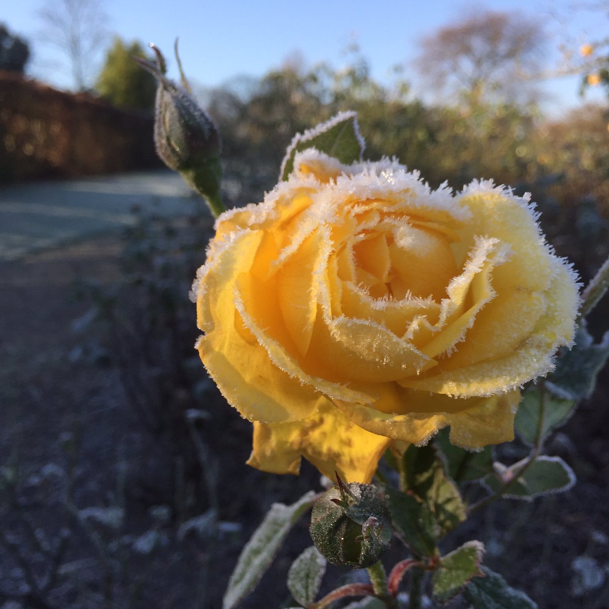 Wisley looking frostily gorgeous yesterday, &amp; more of the same today. R. Mountbatten <a href="/RHSWisley/">RHS Garden Wisley</a>