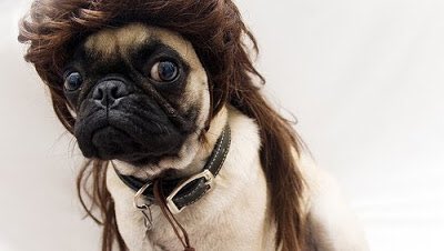 alexcuntz13's tweet photo. All I want for Christmas is you...
#Pug2016 https://t.co/loxrET2swy
