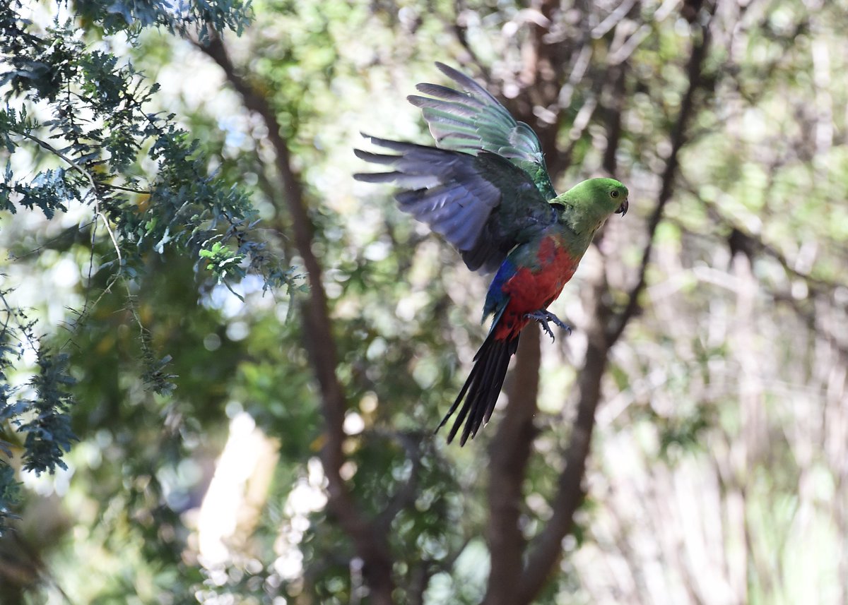 lawbrand's tweet image. wild bird #kingparrot #merricks  #victoria