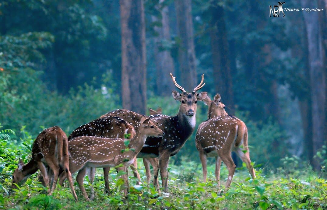 Colorspic's tweet photo. ಅದ್ಭುತ ಛಾಯಾಗ್ರಾಹಕ ನಿತೀಶ್
#photography 
https://t.co/TmadOe7Gyg https://t.co/xnSjLIEr1k