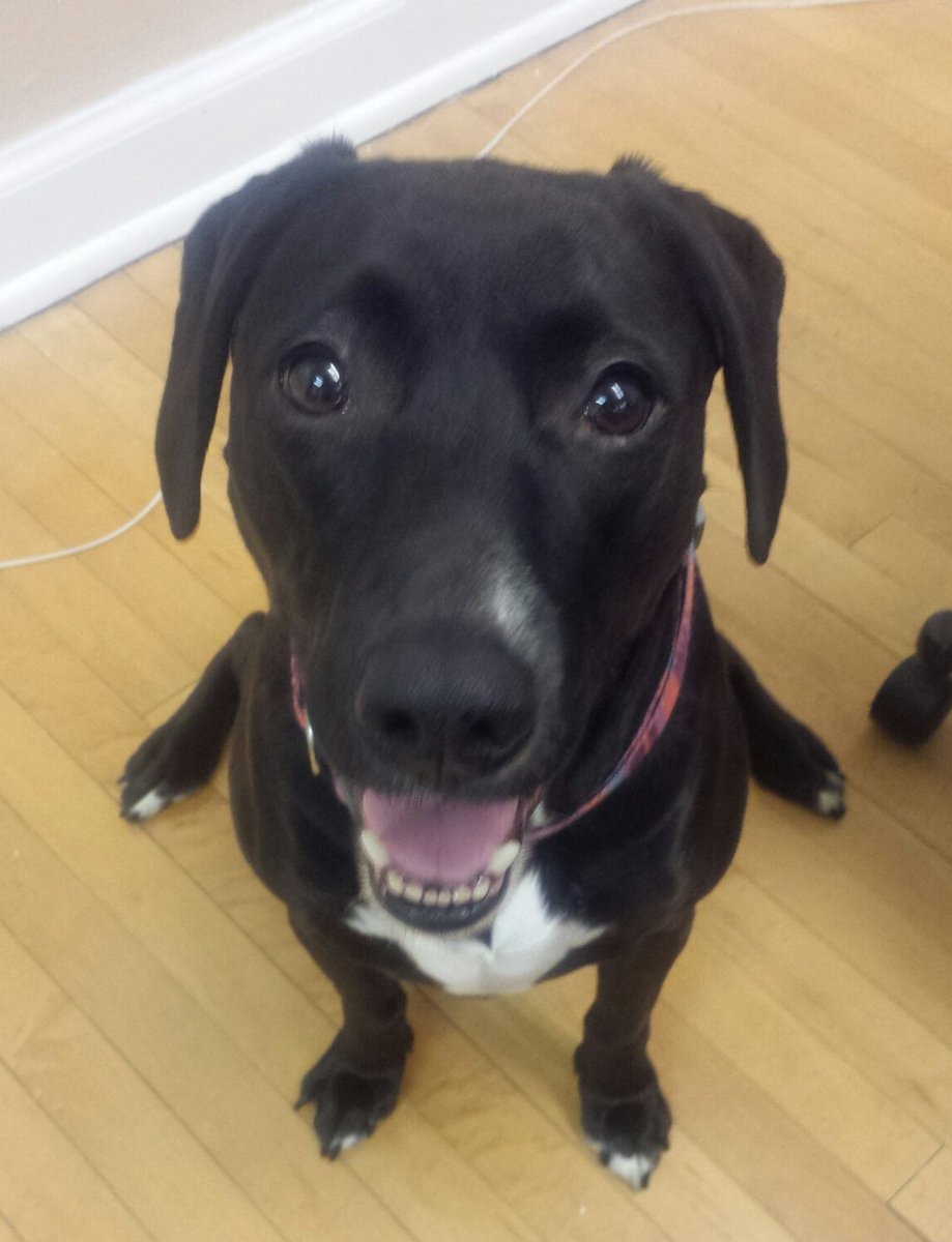 This is Lucy -  she doesn't mind working late, having fun and helping plan our upcoming projects! #EmployeeOfTheMonthEveryMonth #PuppySmiles