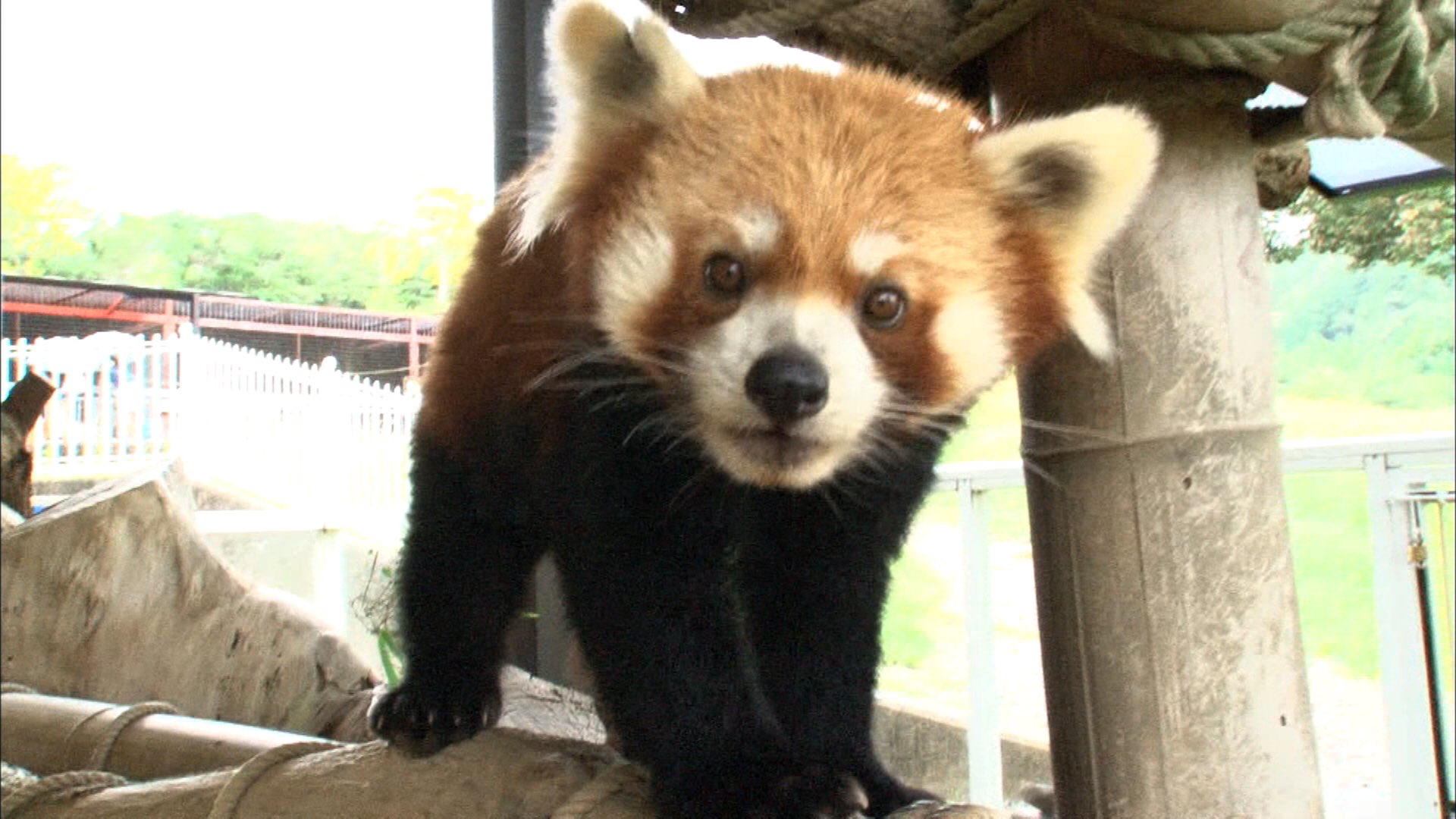 生き物にサンキュー 今夜7時 Tbs 生き物にサンキュー 赤ちゃん動物映像満載 育児放棄されたレッサーパンダの親代わり担った飼育員さんに密着 お楽しみに T Co Otdnekscbt Twitter