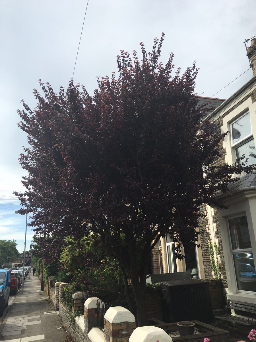 First <a href="/TRtrees_/">TRtrees</a>  work for @dragonsrugby player <a href="/edjackson8/">Ed Jackson</a>. He's winning at life ... before