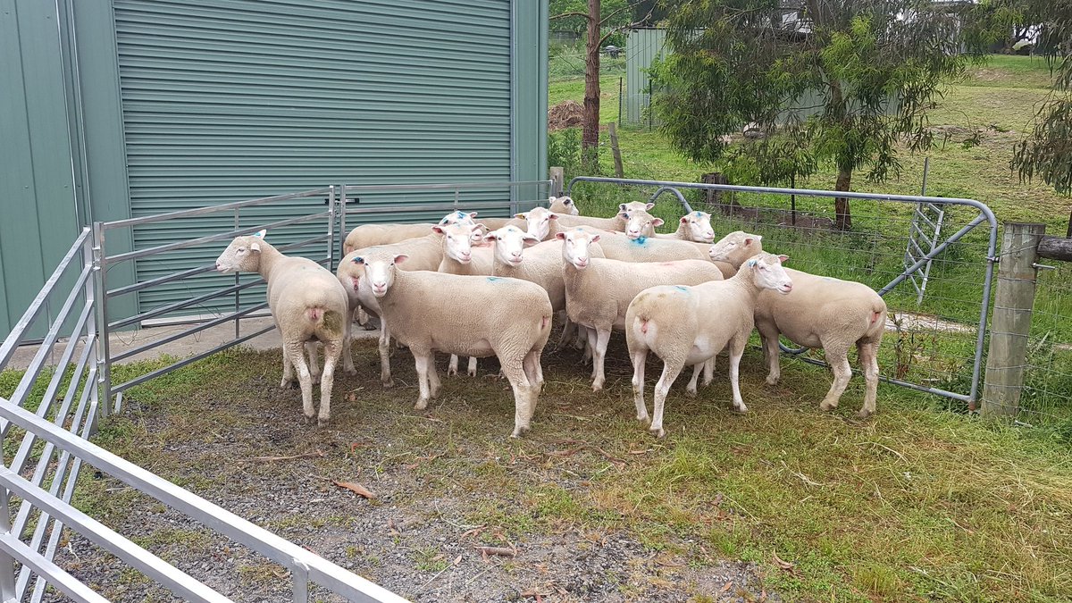 thunderhillpd's tweet photo. Got our flock number! We're official! Thunder Hill is flock 4605! @VicPollDorsets @AustPollDorset #preferredsire #polldorset https://t.co/ANgVuq2S8t