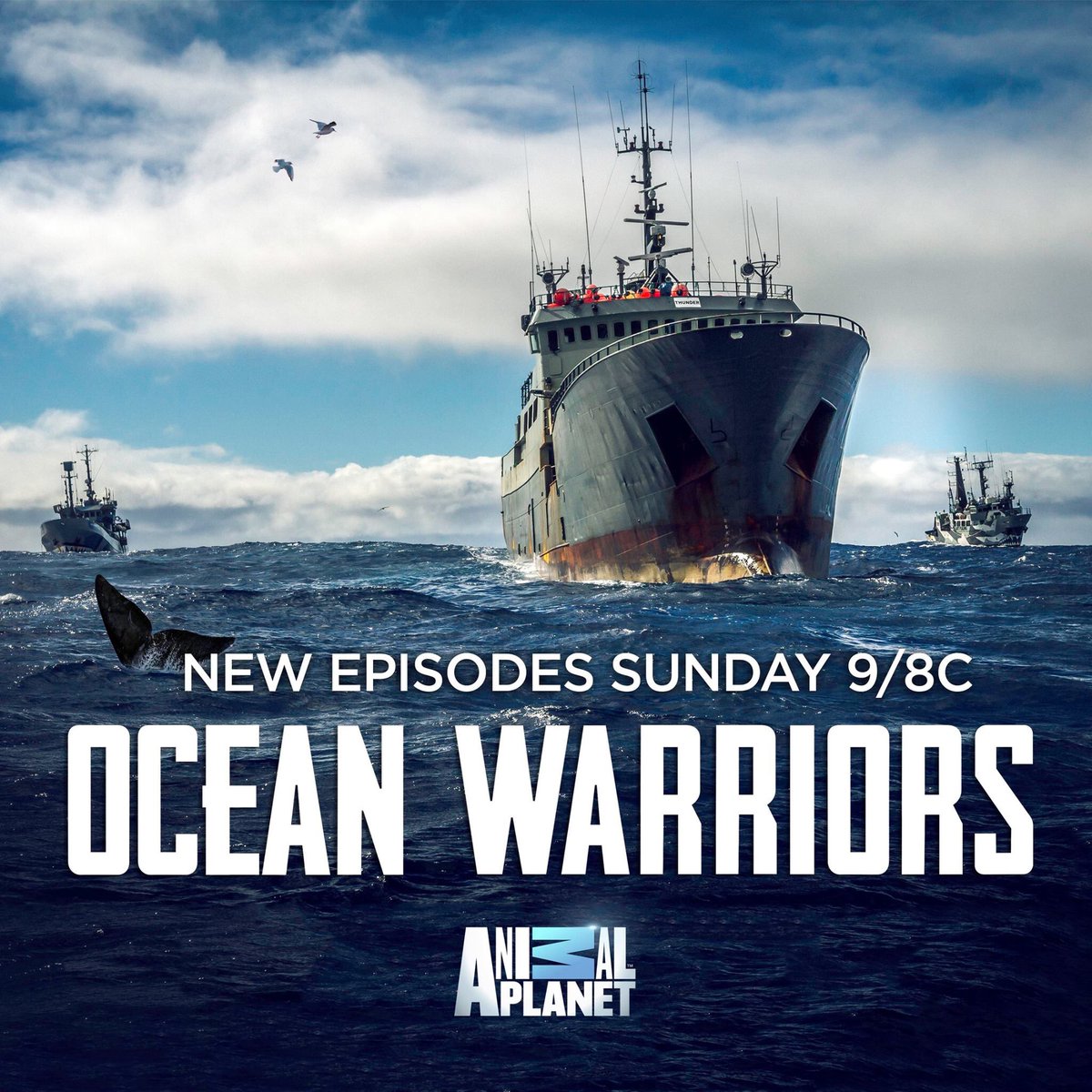 CaptPaulWatson's tweet photo. “If the oceans die, we die.” #OceanWarriors Sunday at 9/8c on @AnimalPlanet #SeaShepherd #RT 
 Stream the first ep: https://t.co/kNaGy5fS3R https://t.co/lrXHGiT3rq
