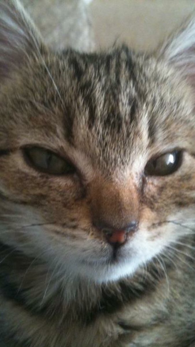 raspberrythecat's tweet photo. Look at cute mini me! #cutestcat #whiskerswednesday #cuteanimals #purrpurr https://t.co/Hg1aQeAC9H