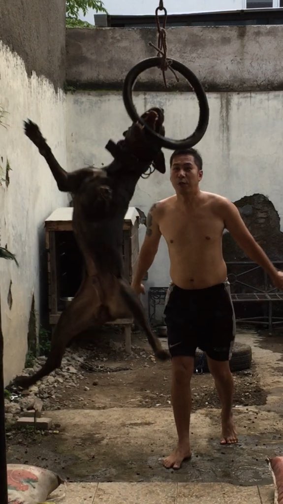JEC_youdee's tweet photo. Flying dog #springpole #apbt #pitbull #dynastyofpitbullsemarang #DOPS https://t.co/rmksVtc5B8