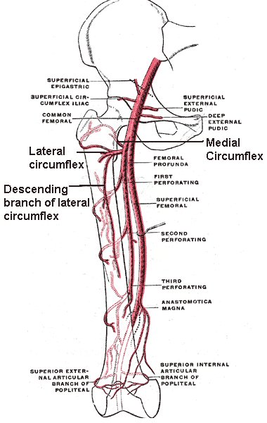 prof_keenan_'s tweet photo. Today for Stage 2 @NewcastleMedSch: Nerve and blood supply, anatomy of hip joint and start of #lowerlimbweek #TSMkey https://t.co/BuxvxJ8KrH