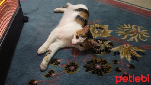 #İstanbul #Kedi Afacan Sıcak Ve Kalıcı Bir #YuvaArıyor ptlb.co/qclIAv