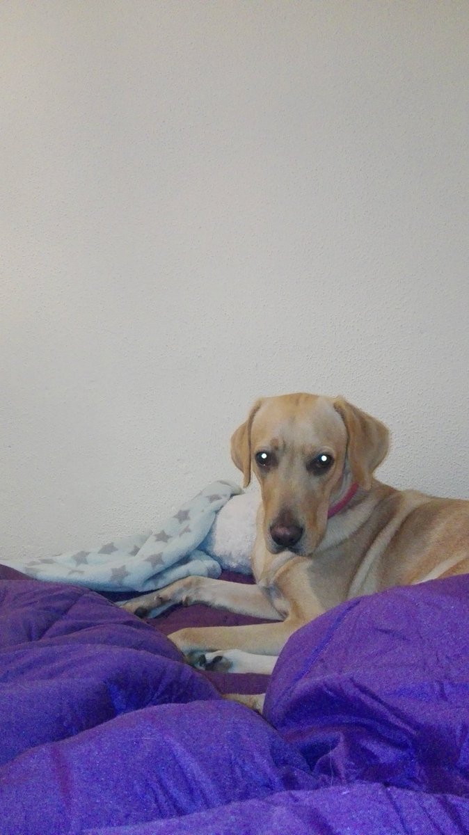 chikiminnie's tweet photo. Cuando mi dueña me hace fotos a las 6 de la mañana y yo la miro mal https://t.co/To7O8SXi7D