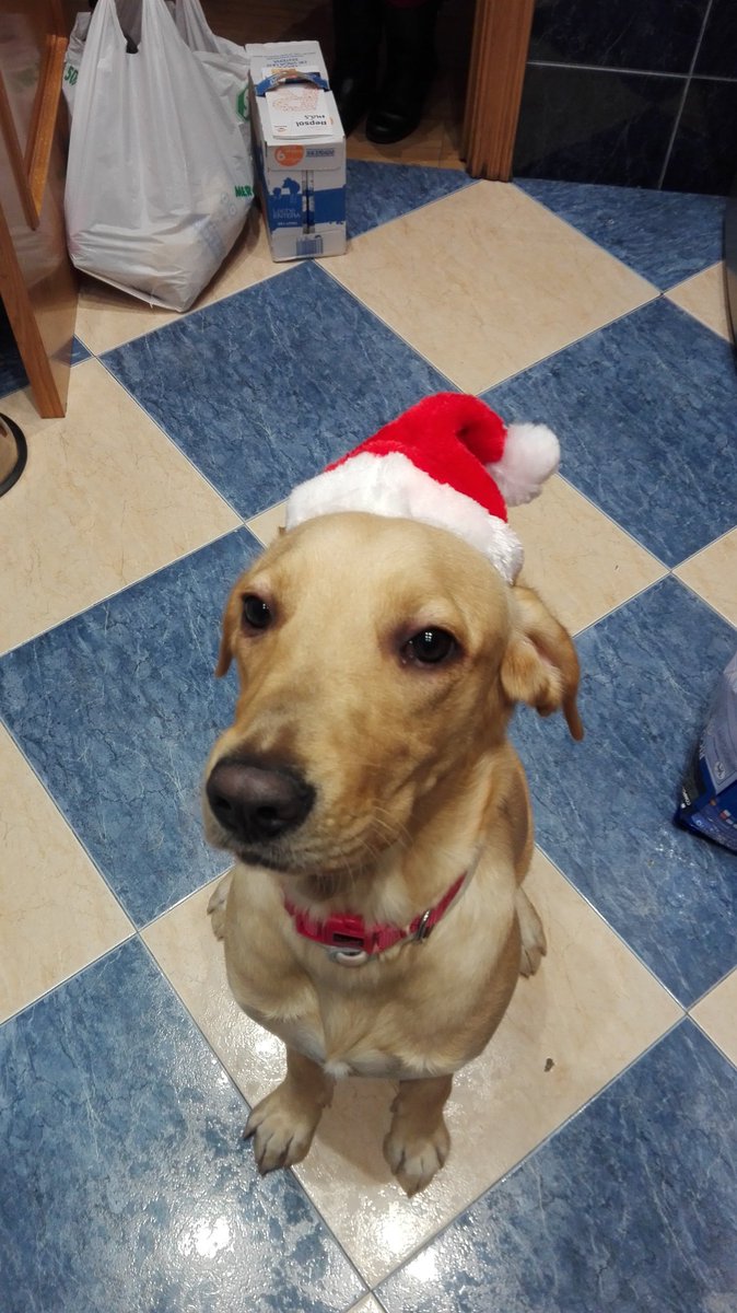 chikiminnie's tweet photo. Feliz navidad https://t.co/PJXUnVV2ii