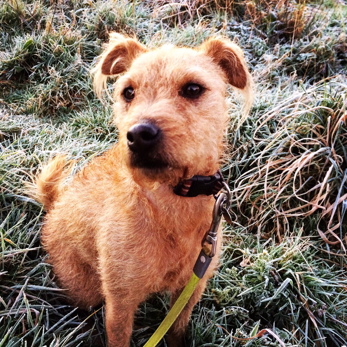 Frosty this morning! #winterwalks #countryliving #frostymornings #cornwall #walkswithethel 🐾