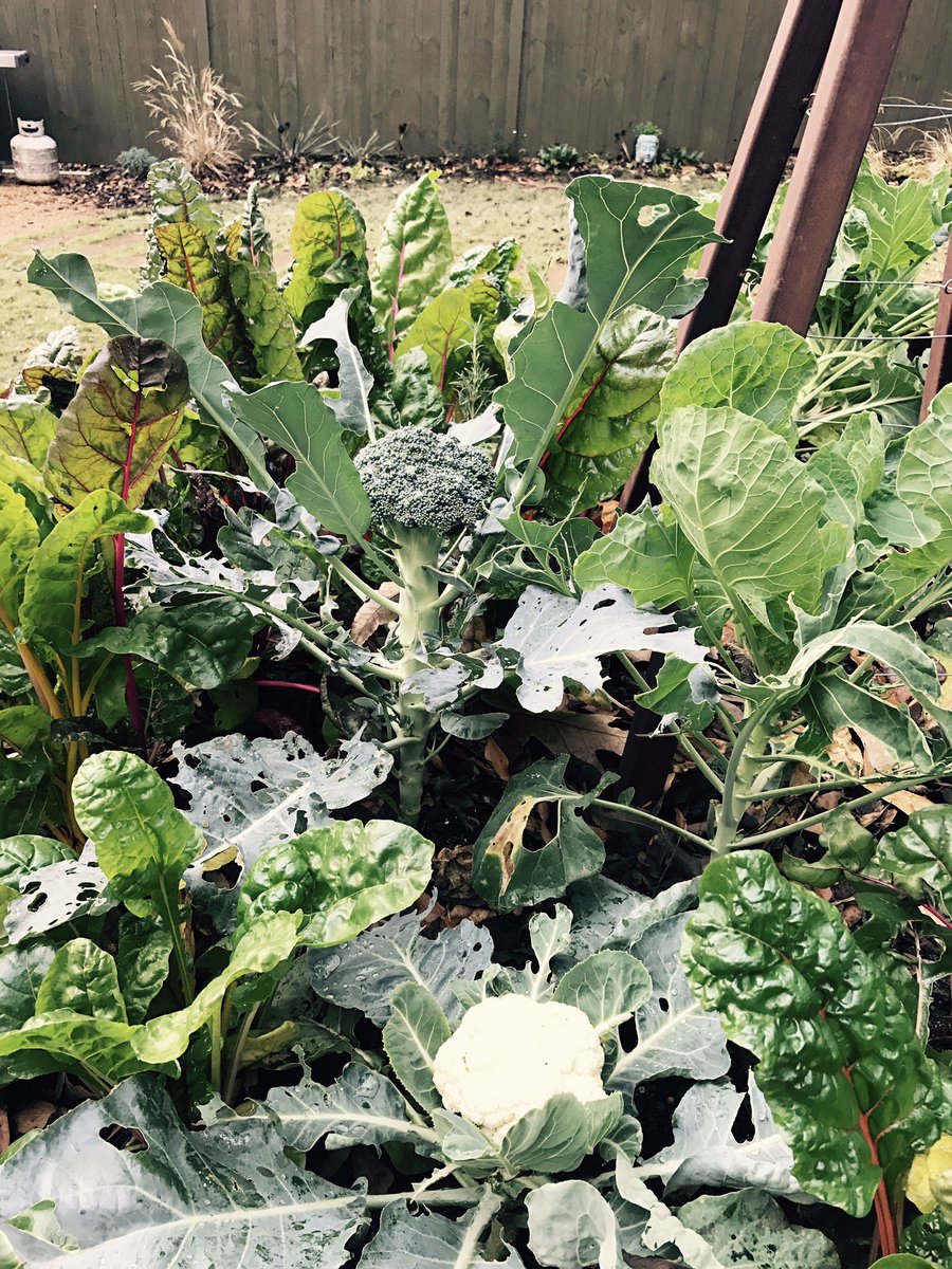 bionicwoman23's tweet photo. Good morning from broccoli and cauliflower 😍(with an appearance by rainbow chard) https://t.co/49AtSMLWap