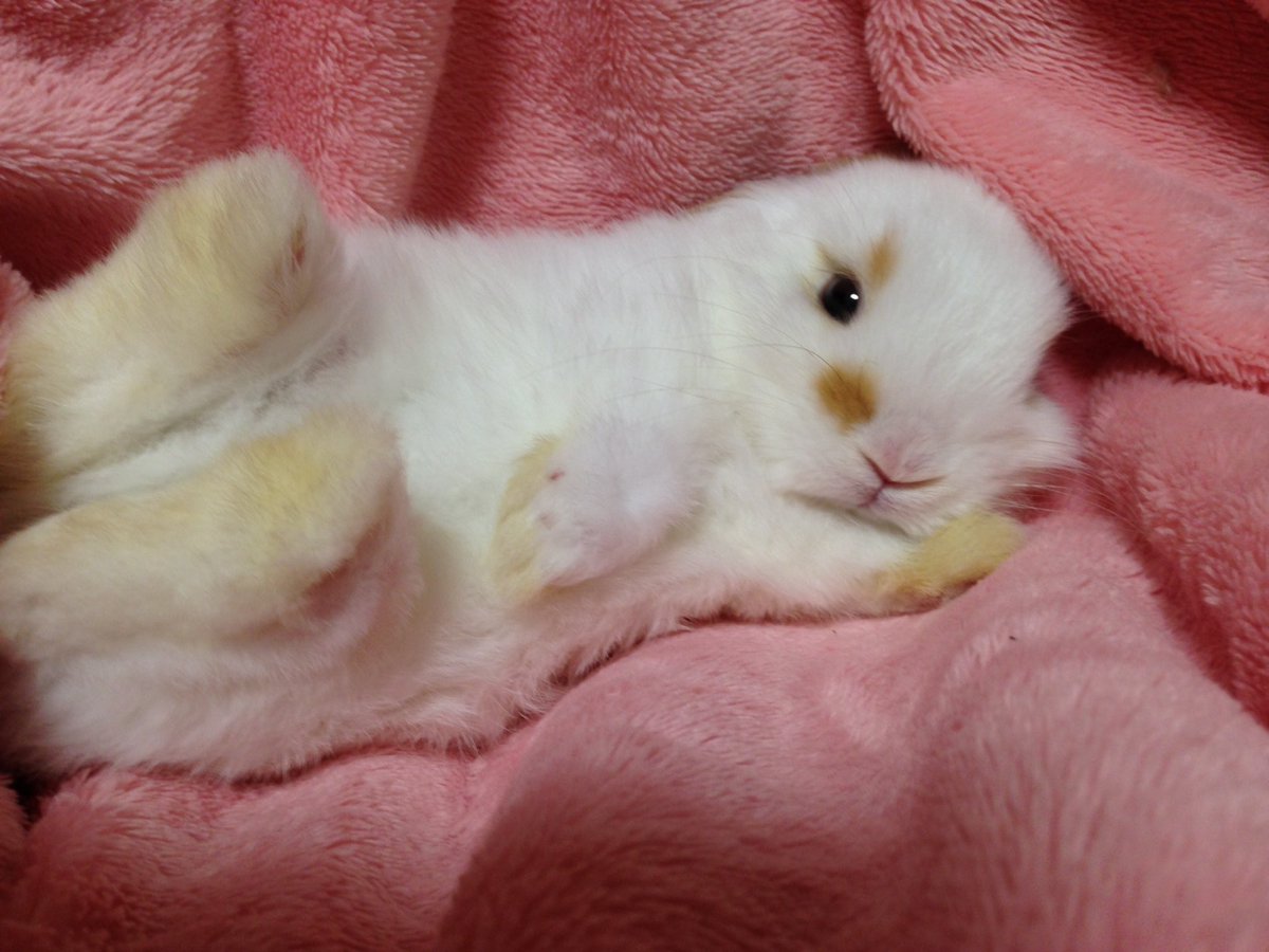 toramaru_rabbit's tweet photo. @pfryash1511 

まだ2ヶ月ち��っとだった気がします☺️ 男の子です✨

とーっても可愛い行動をたくさんとってくれる子です❤️ https://t.co/L32vwUllft