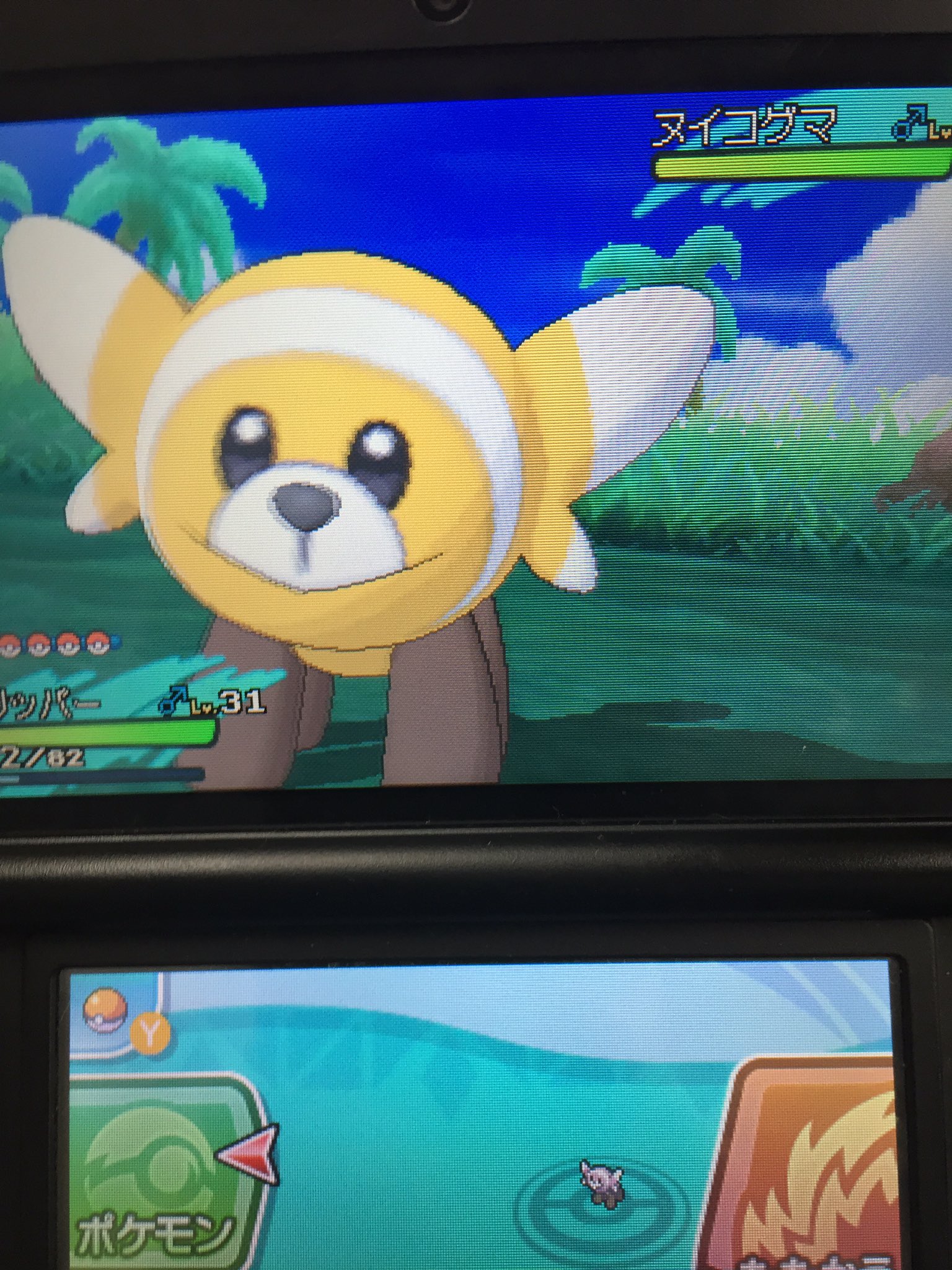 ギャン盾 Twitterren 昼にゲット かわいすぎる ポケモンサンムーン ヌイコグマ 色違い T Co Aeunvrpugg Twitter