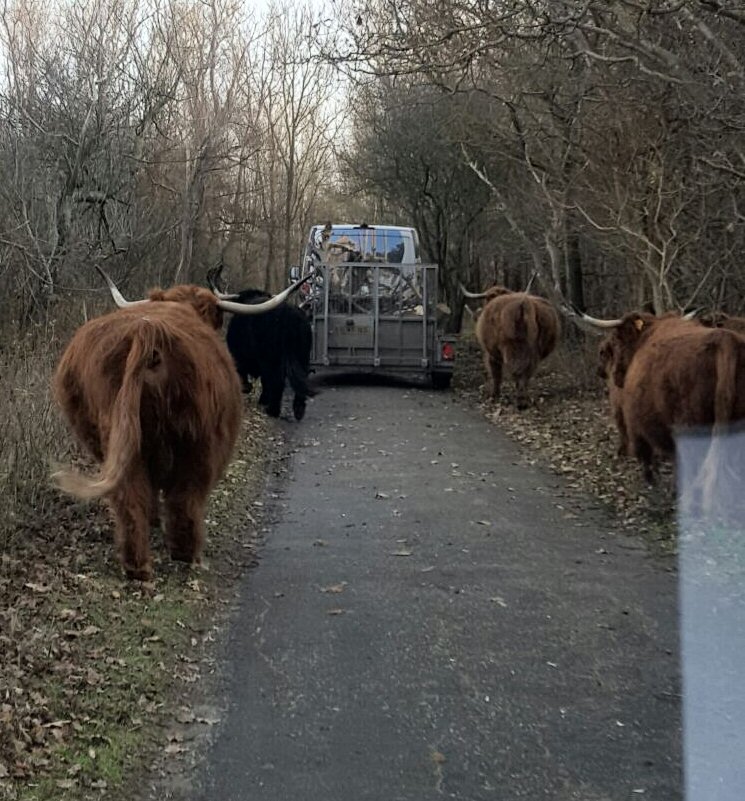 acaciarobinia's tweet photo. Bijzondere toeschouwers tijdens plaatsing speeltoestellen #Westduinpark @GemeenteDenHaag #schotsehooglander https://t.co/ha0ZePkF8m
