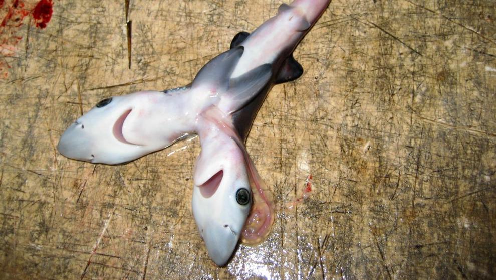 ieo_baleares's tweet image. Continúan apareciendo tiburones de dos cabezas y nadie sabe por qué goo.gl/1g9ljD vía @LVNatural